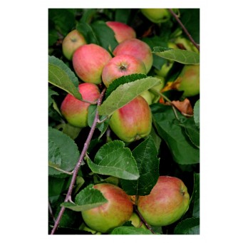 Fotografia natury „Jabłka”