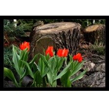 Fotografia natury „Czerwone tulipany”