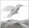 Grafika „Koliber”. Rysunek